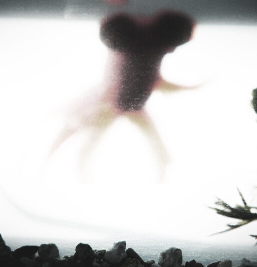 Fish or Ghost?