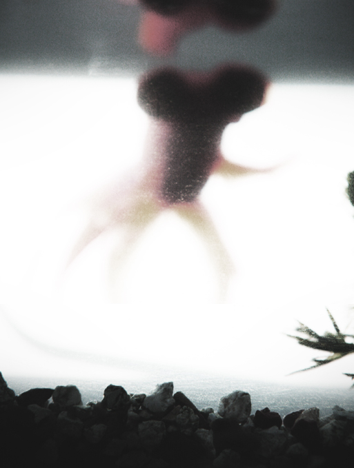 Fish or Ghost?