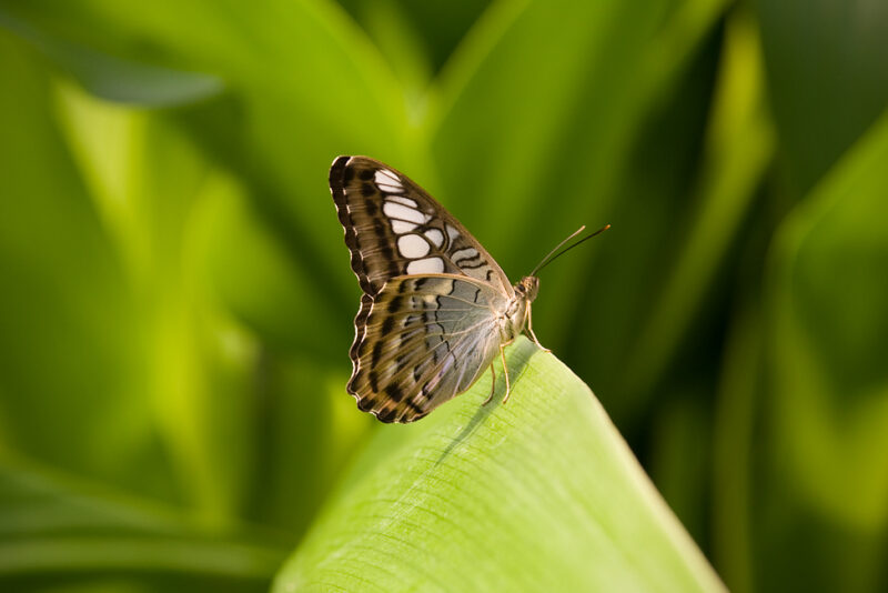 In de #vlindertuin in #Artis