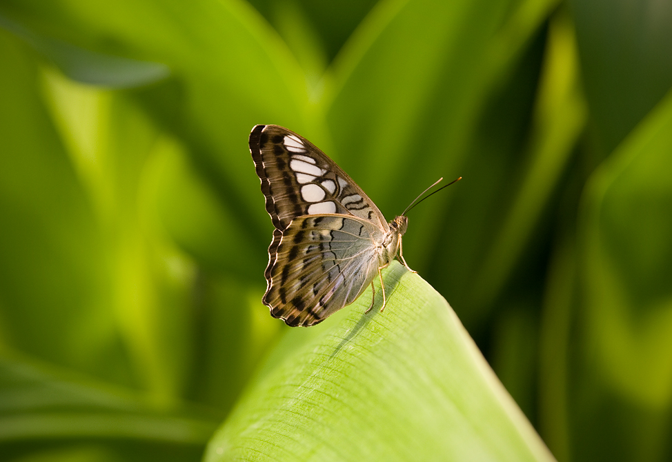In de #vlindertuin in #Artis