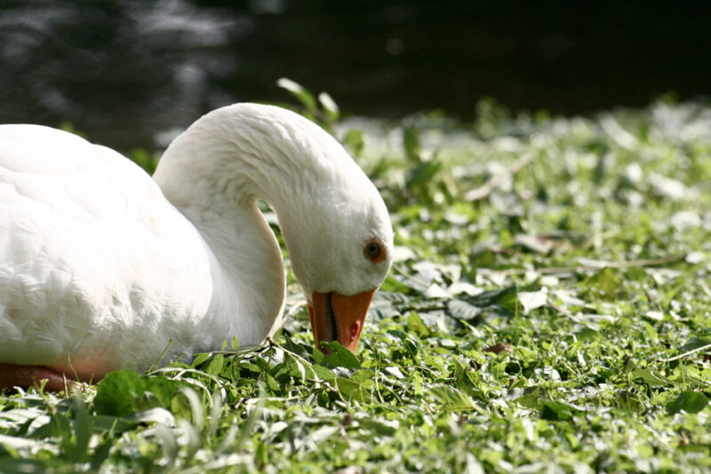 Gans!