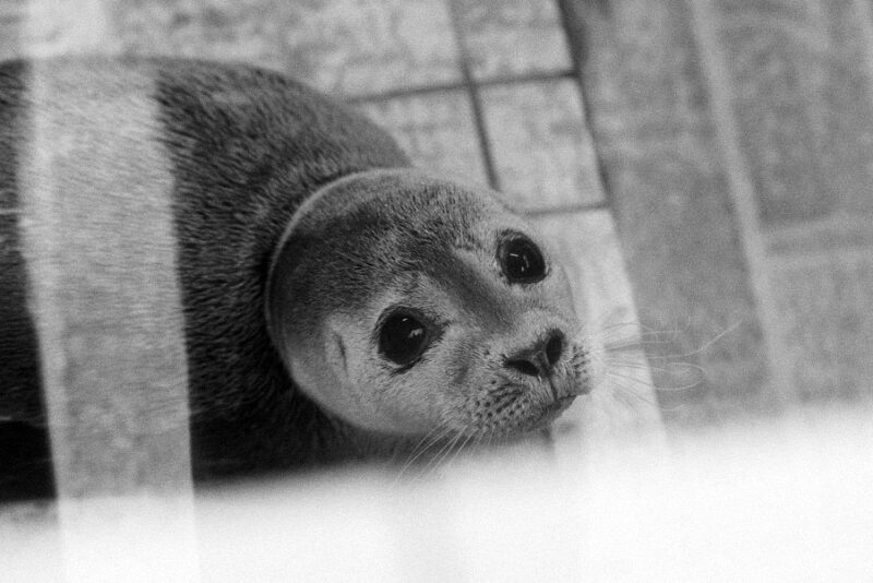 Zeehondje in Ecomare