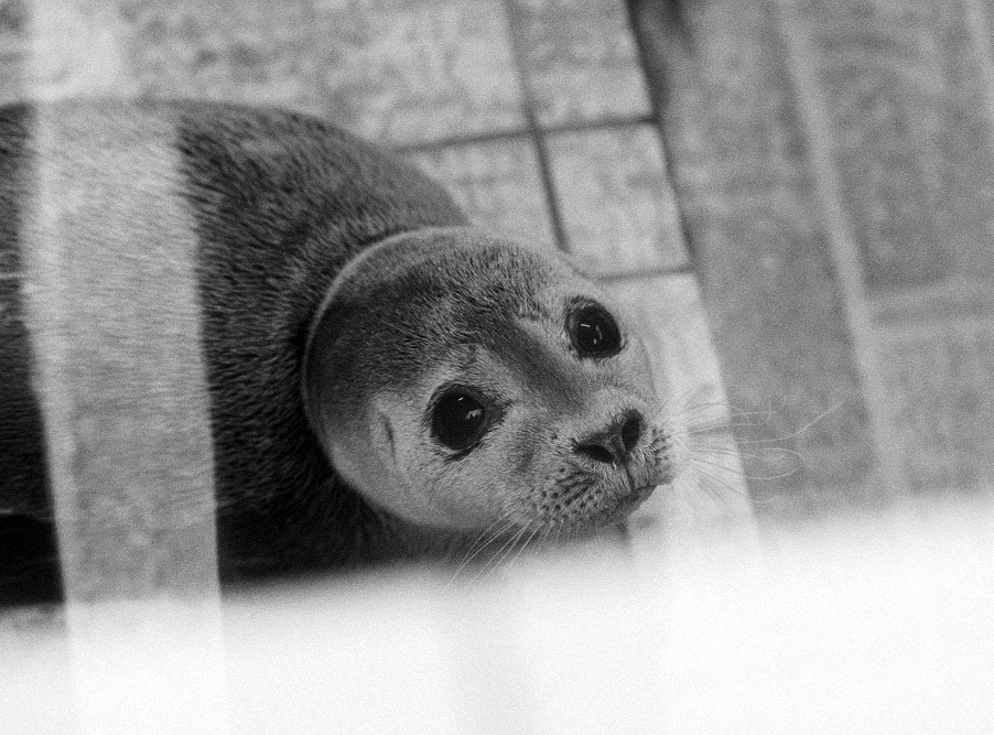 Zeehondje in Ecomare