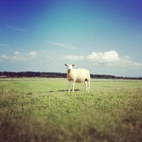 Schaapje op de dijk bij de Wadden, Terschelling (Instagram)