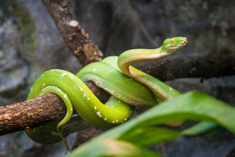 Burgers’ Zoo