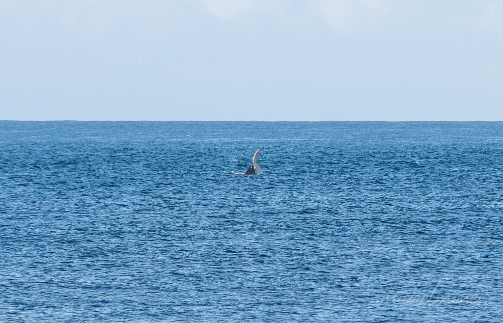 Toch nog een walvis!